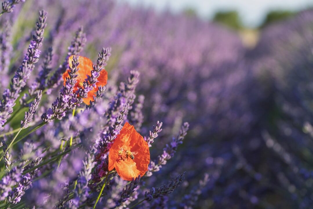lavender fields provence